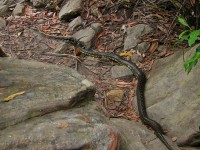 20050227-RedHill 073